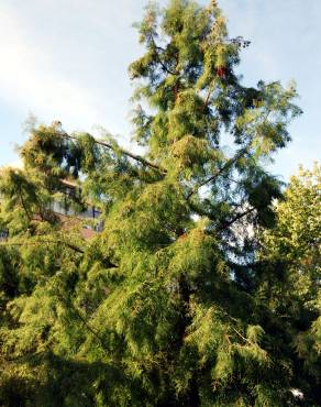 Fotografia 1 da espécie Taxodium distichum no Jardim Botânico UTAD