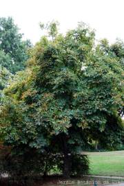 Fotografia da espécie Aesculus hippocastanum