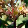 Fotografia 3 da espécie Aesculus x carnea do Jardim Botânico UTAD