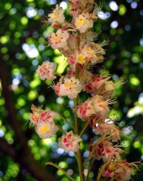 Fotografia 4 da espécie Aesculus x carnea no Jardim Botânico UTAD