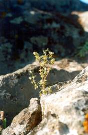 Fotografia da espécie Campanula erinus