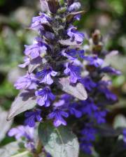 Fotografia da espécie Ajuga reptans