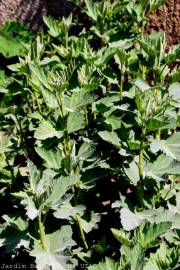 Fotografia da espécie Althaea officinalis