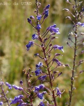 Fotografia 1 da espécie Anarrhinum longipedicellatum no Jardim Botânico UTAD