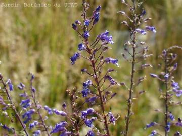 Fotografia da espécie Anarrhinum longipedicellatum