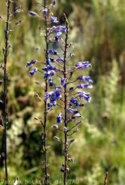 Fotografia da espécie Anarrhinum longipedicellatum