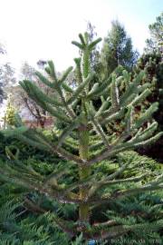 Fotografia da espécie Araucaria araucana