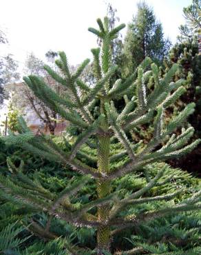 Fotografia 1 da espécie Araucaria araucana no Jardim Botânico UTAD