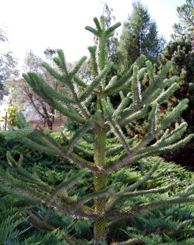 Fotografia de capa Araucaria araucana - do Jardim Botânico