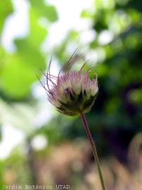 Fotografia da espécie Pterocephalidium diandrum