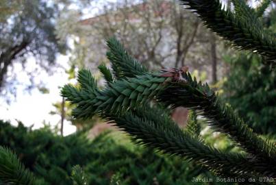 Fotografia da espécie Araucaria araucana