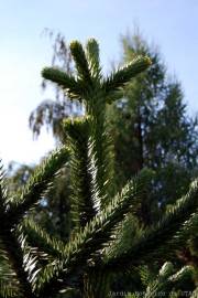 Fotografia da espécie Araucaria araucana