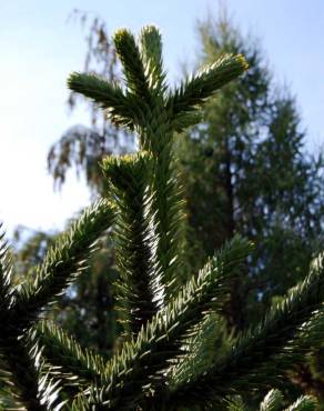 Fotografia 3 da espécie Araucaria araucana no Jardim Botânico UTAD