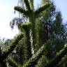 Fotografia 3 da espécie Araucaria araucana do Jardim Botânico UTAD