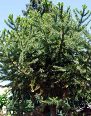 Fotografia 1 da espécie Araucaria bidwillii no Jardim Botânico UTAD