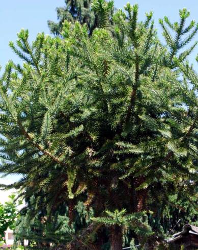 Fotografia de capa Araucaria bidwillii - do Jardim Botânico