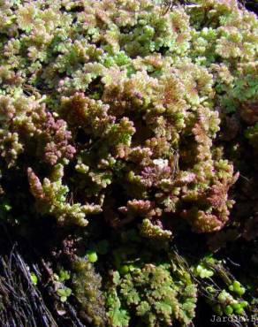 Fotografia 1 da espécie Azolla caroliniana no Jardim Botânico UTAD