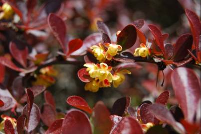 Fotografia da espécie Berberis thunbergii var. atropurpurea