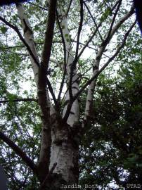 Fotografia da espécie Betula pubescens var. glabrata