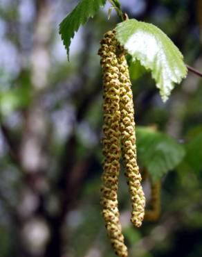Fotografia 4 da espécie Betula pubescens var. glabrata no Jardim Botânico UTAD