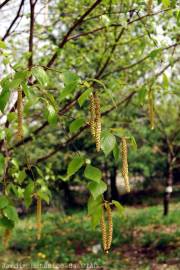 Fotografia da espécie Betula pubescens var. glabrata