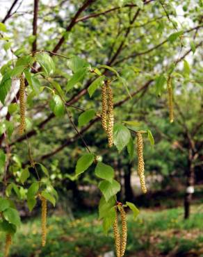 Fotografia 5 da espécie Betula pubescens var. glabrata no Jardim Botânico UTAD