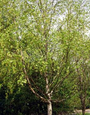 Fotografia 6 da espécie Betula pubescens var. glabrata no Jardim Botânico UTAD