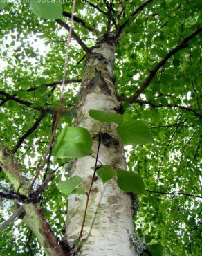 Fotografia 7 da espécie Betula pubescens var. glabrata no Jardim Botânico UTAD