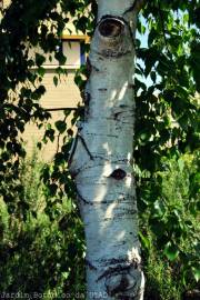 Fotografia da espécie Betula pubescens var. glabrata