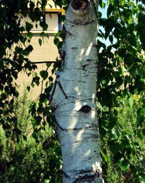 Fotografia 8 da espécie Betula pubescens var. glabrata no Jardim Botânico UTAD