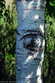 Fotografia da espécie Betula pubescens var. glabrata