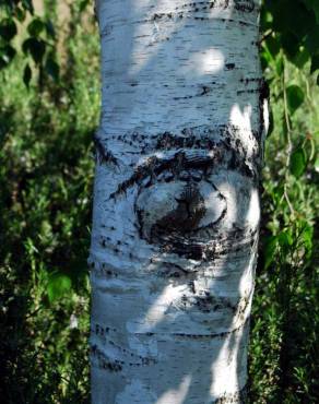 Fotografia 10 da espécie Betula pubescens var. glabrata no Jardim Botânico UTAD