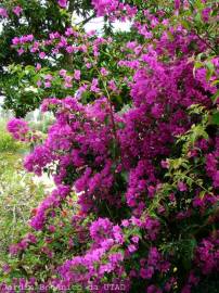 Fotografia da espécie Bougainvillea glabra