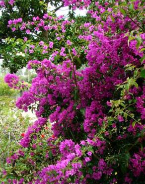 Fotografia 1 da espécie Bougainvillea glabra no Jardim Botânico UTAD