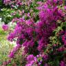 Fotografia 1 da espécie Bougainvillea glabra do Jardim Botânico UTAD