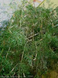 Fotografia da espécie Callistemon pallidus