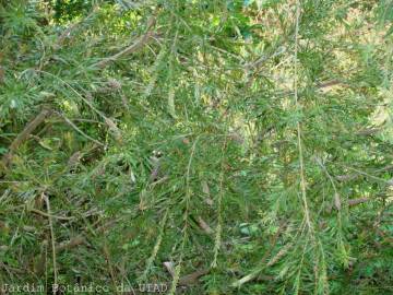 Fotografia da espécie Callistemon rigidus