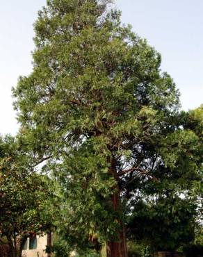 Fotografia 3 da espécie Calocedrus decurrens no Jardim Botânico UTAD