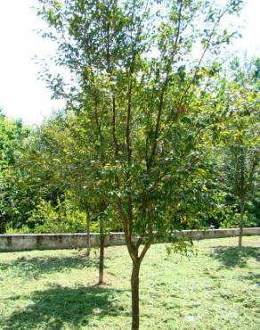 Fotografia 3 da espécie Camellia sasanqua no Jardim Botânico UTAD