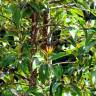 Fotografia 4 da espécie Camellia sasanqua do Jardim Botânico UTAD