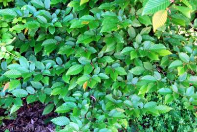 Fotografia da espécie Carpinus betulus