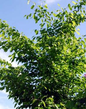 Fotografia 3 da espécie Carpinus betulus no Jardim Botânico UTAD