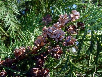 Fotografia da espécie Chamaecyparis lawsoniana