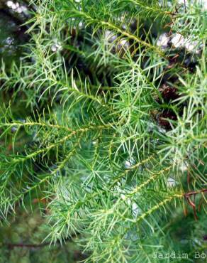 Fotografia 3 da espécie Cryptomeria japonica no Jardim Botânico UTAD