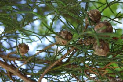 Fotografia da espécie Cupressus cashmeriana