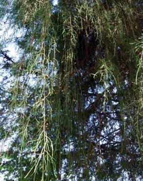 Fotografia 1 da espécie Cupressus cashmeriana no Jardim Botânico UTAD