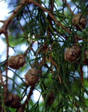 Fotografia 3 da espécie Cupressus cashmeriana no Jardim Botânico UTAD