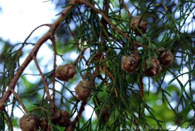 Fotografia da espécie Cupressus cashmeriana