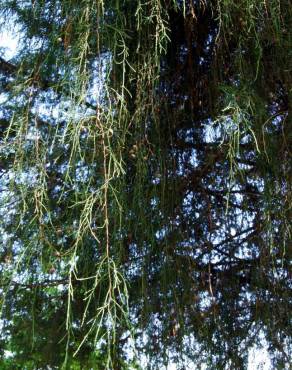 Fotografia 6 da espécie Cupressus cashmeriana no Jardim Botânico UTAD