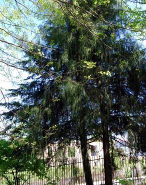 Fotografia 7 da espécie Cupressus cashmeriana no Jardim Botânico UTAD